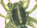 Pardosa palustris